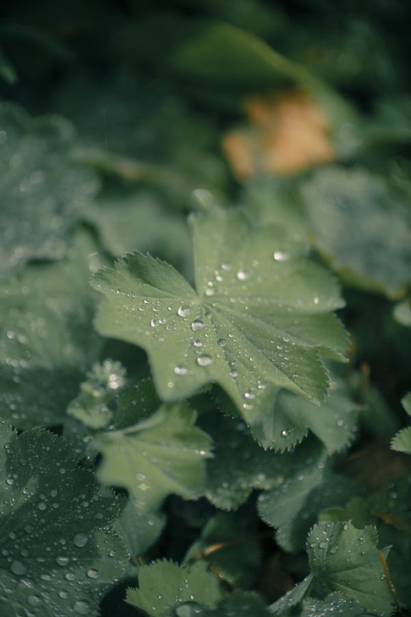 Canon RF 45mm F1.2 STM