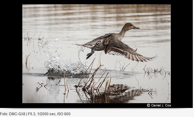 Panasonic Leica DG 100-400mm/4.0-6.3