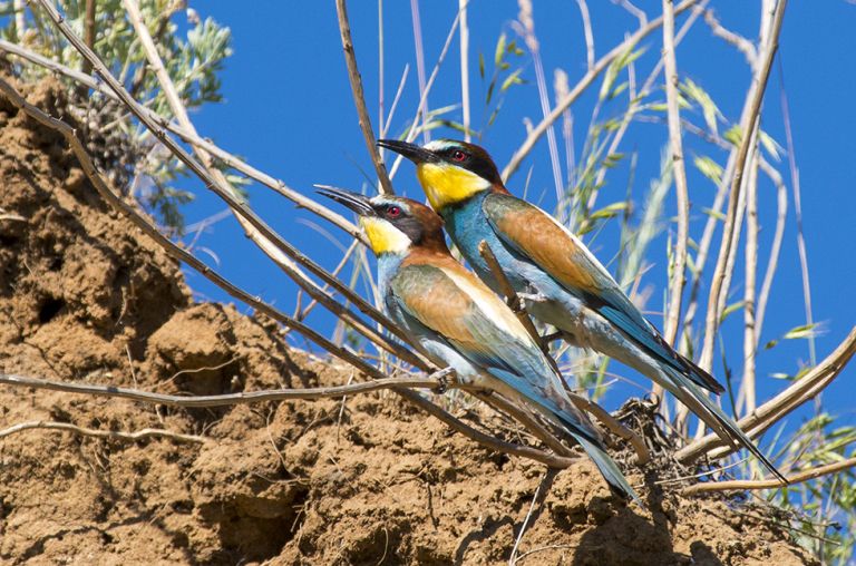 Pentax smc DA 300mm/4.0 ED IF SDM