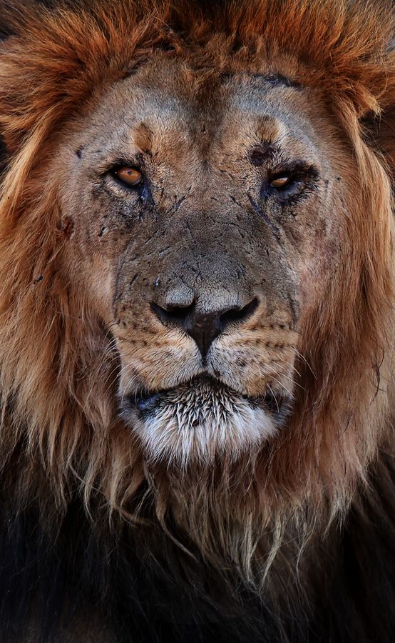 Canon EOS 1DX Mark III Boitier