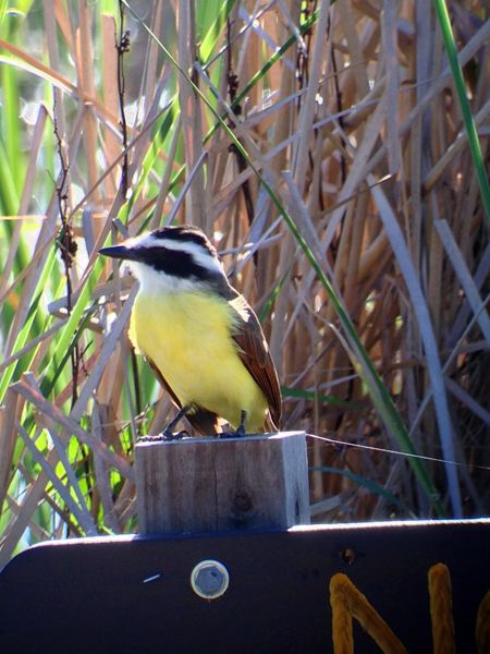Celestron Regal M2 65ED lunette