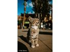 Sony E-Mount FF 16mm F1.8 G