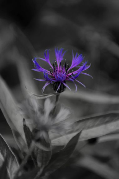 Pentax smc DA 50-135mm /2.8 ED ALIF SDM