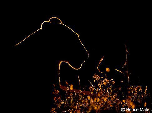 Panasonic Leica 200mm 2.8 ASPH inkl Konv