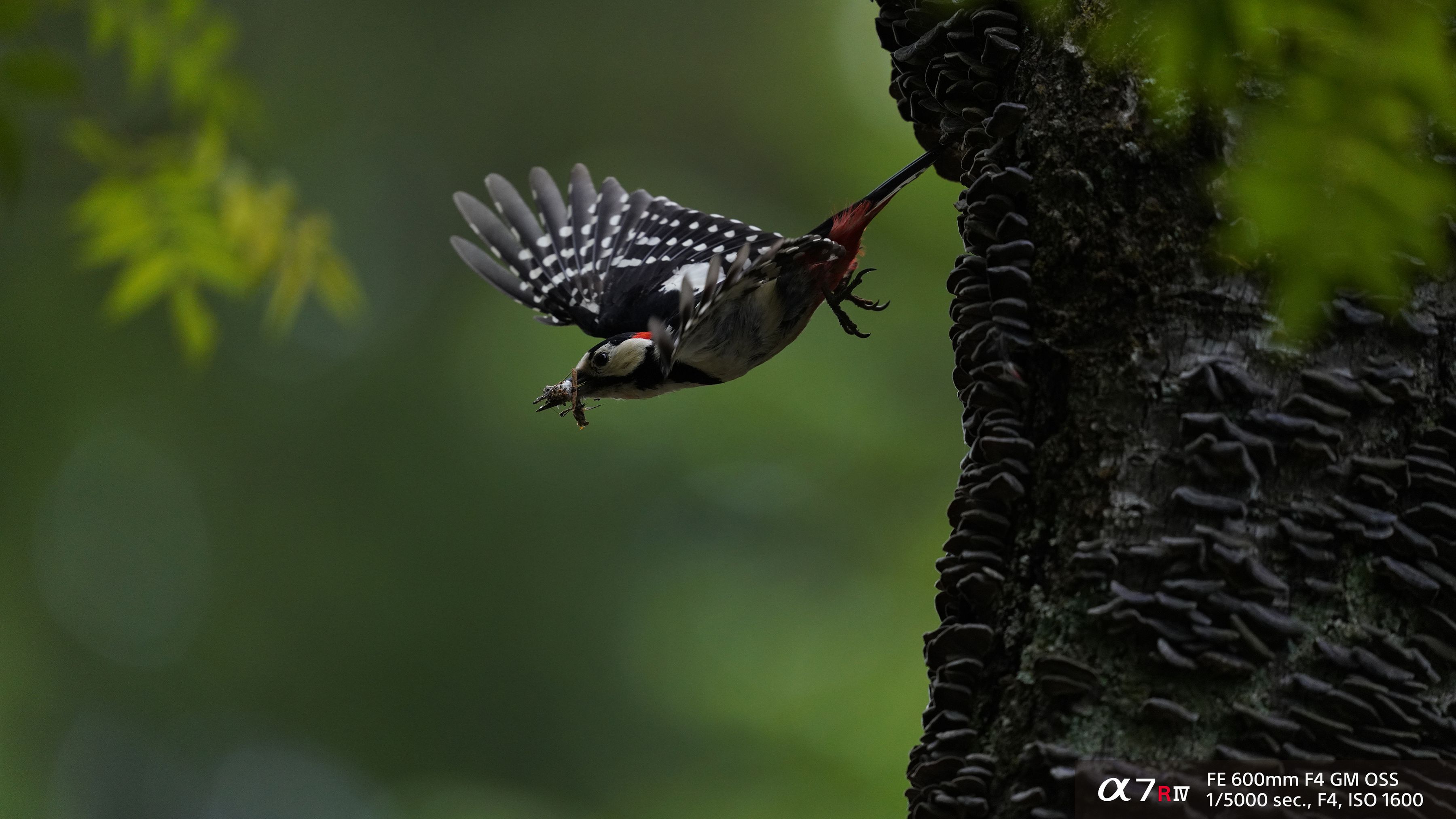 Sony Alpha A7R Mark IV Body Black