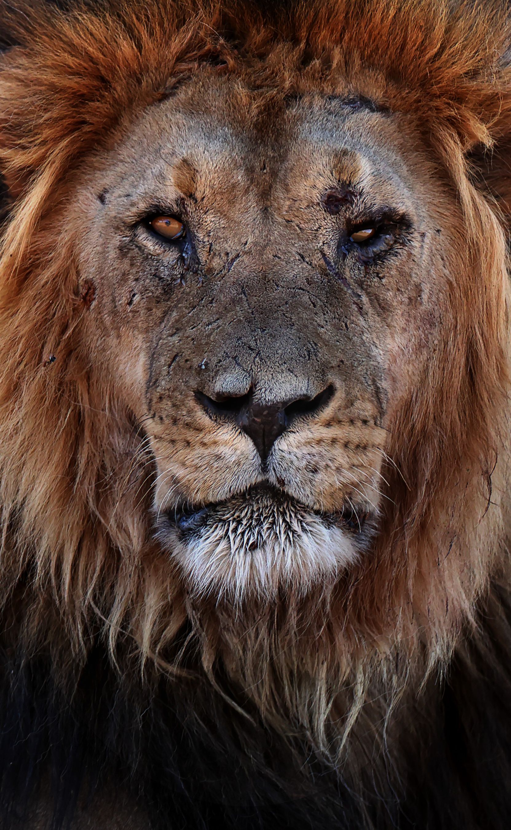 Canon EOS 1DX Mark III Boitier