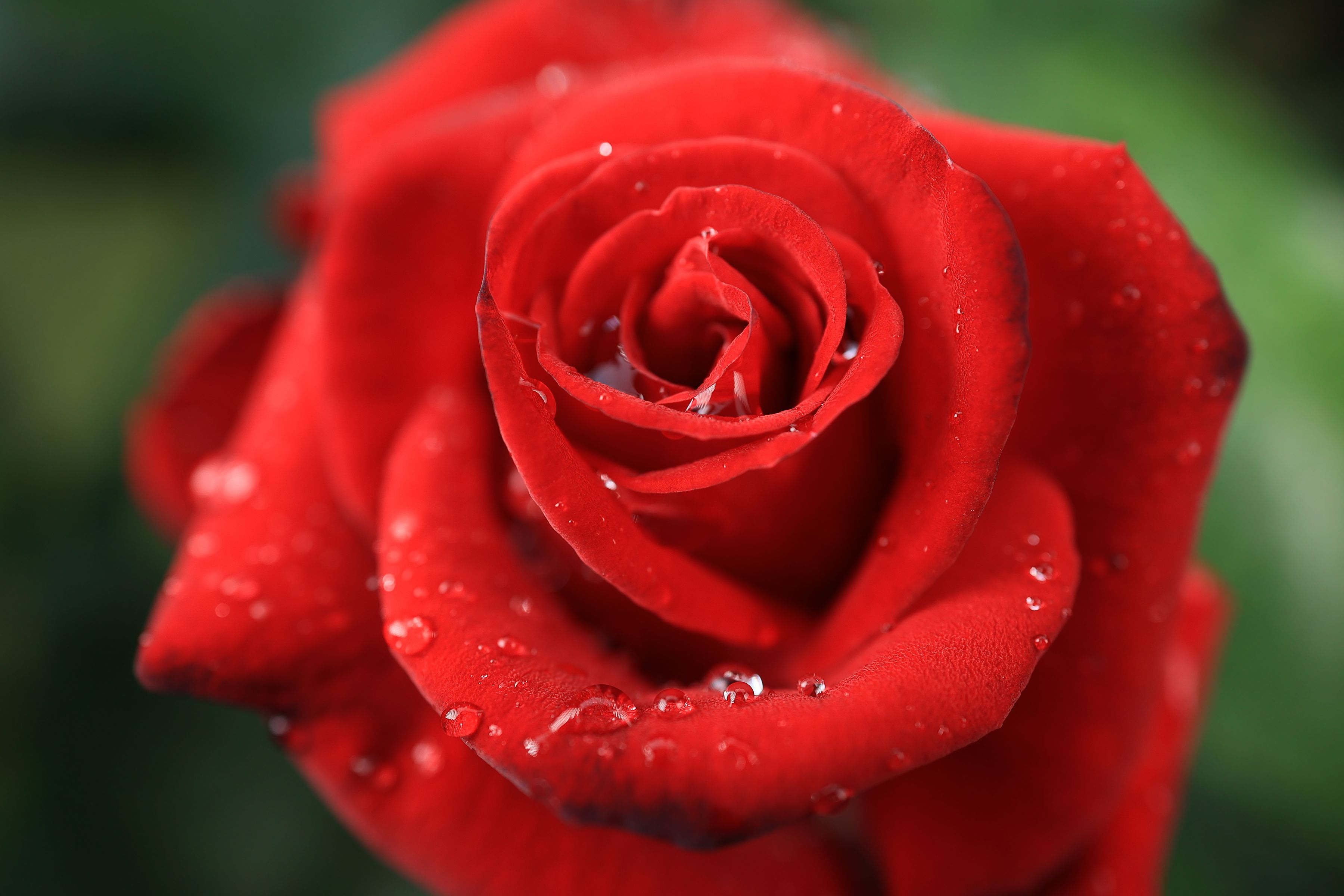 Canon RF 24mm f/1.8 Macro IS STM