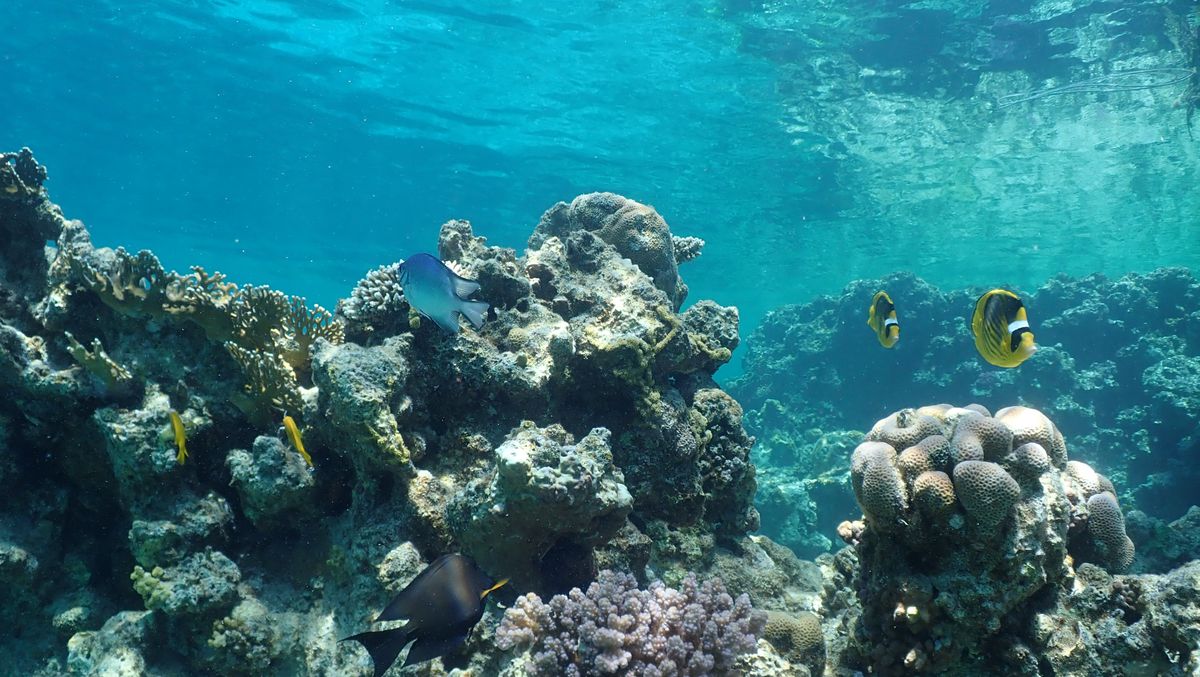 Olympus Stylus Tough TG-6 Red