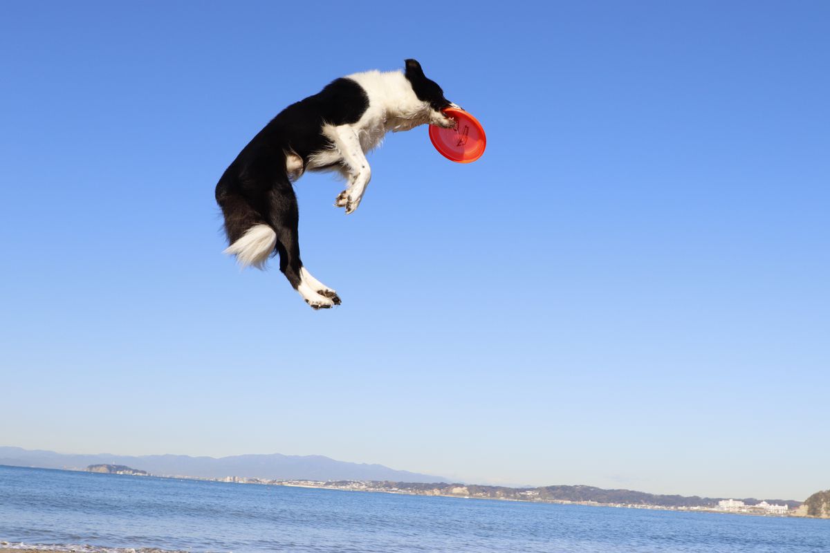 Canon EOS 850D + 18-55mm IS STM