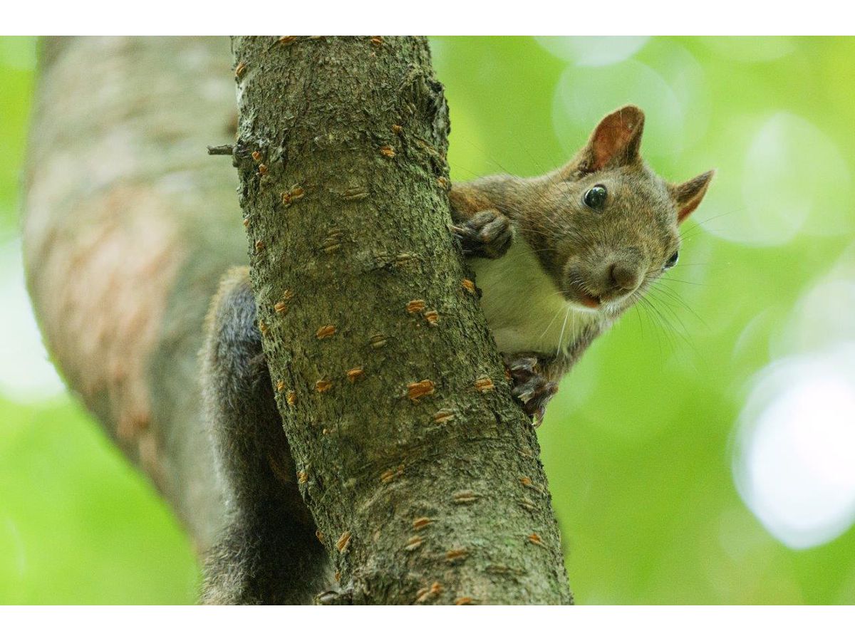 Panasonic Lumix S 100-500mm F5-7.1 OIS