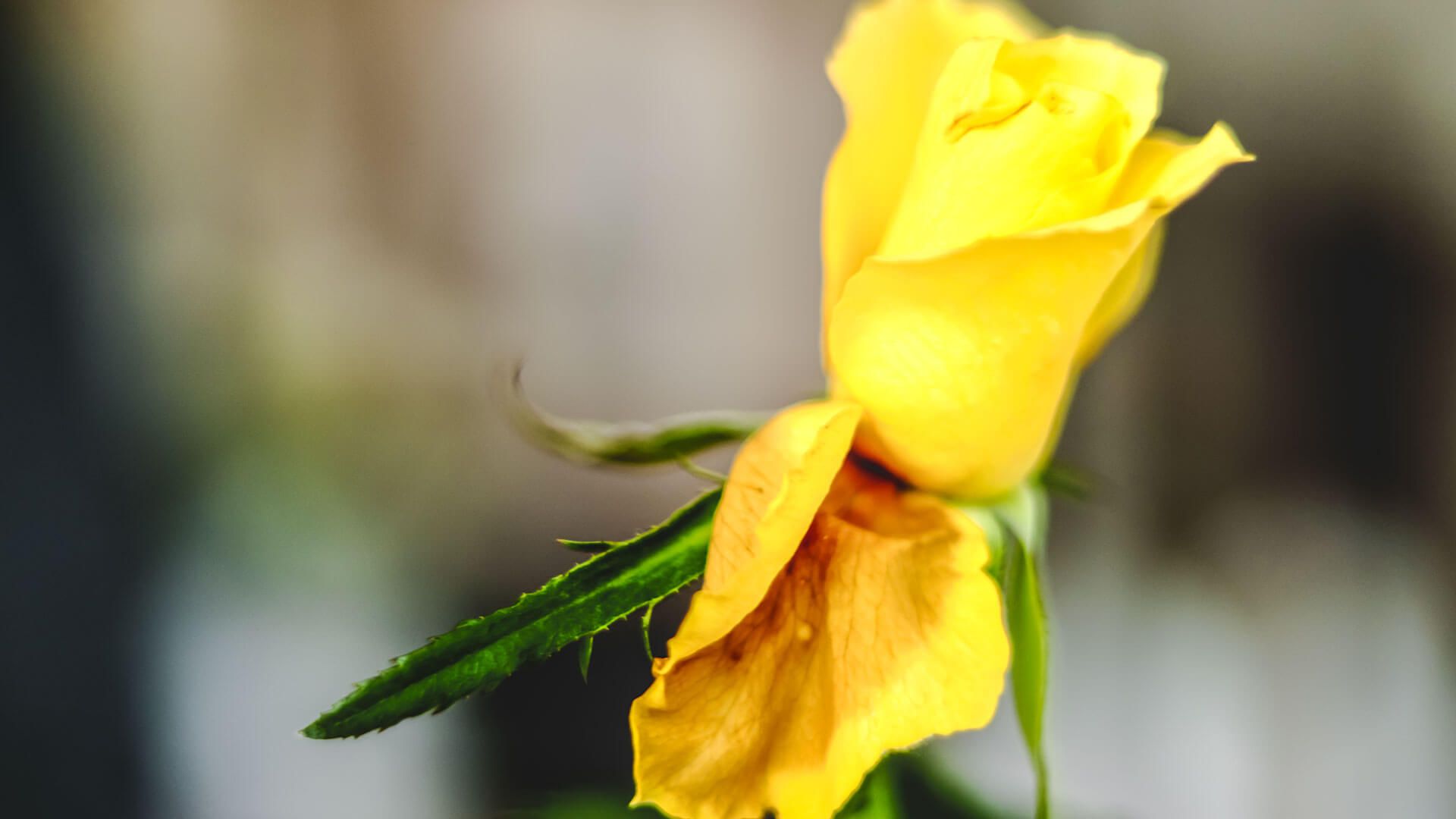 Canon EOS 200D Schwarz Body