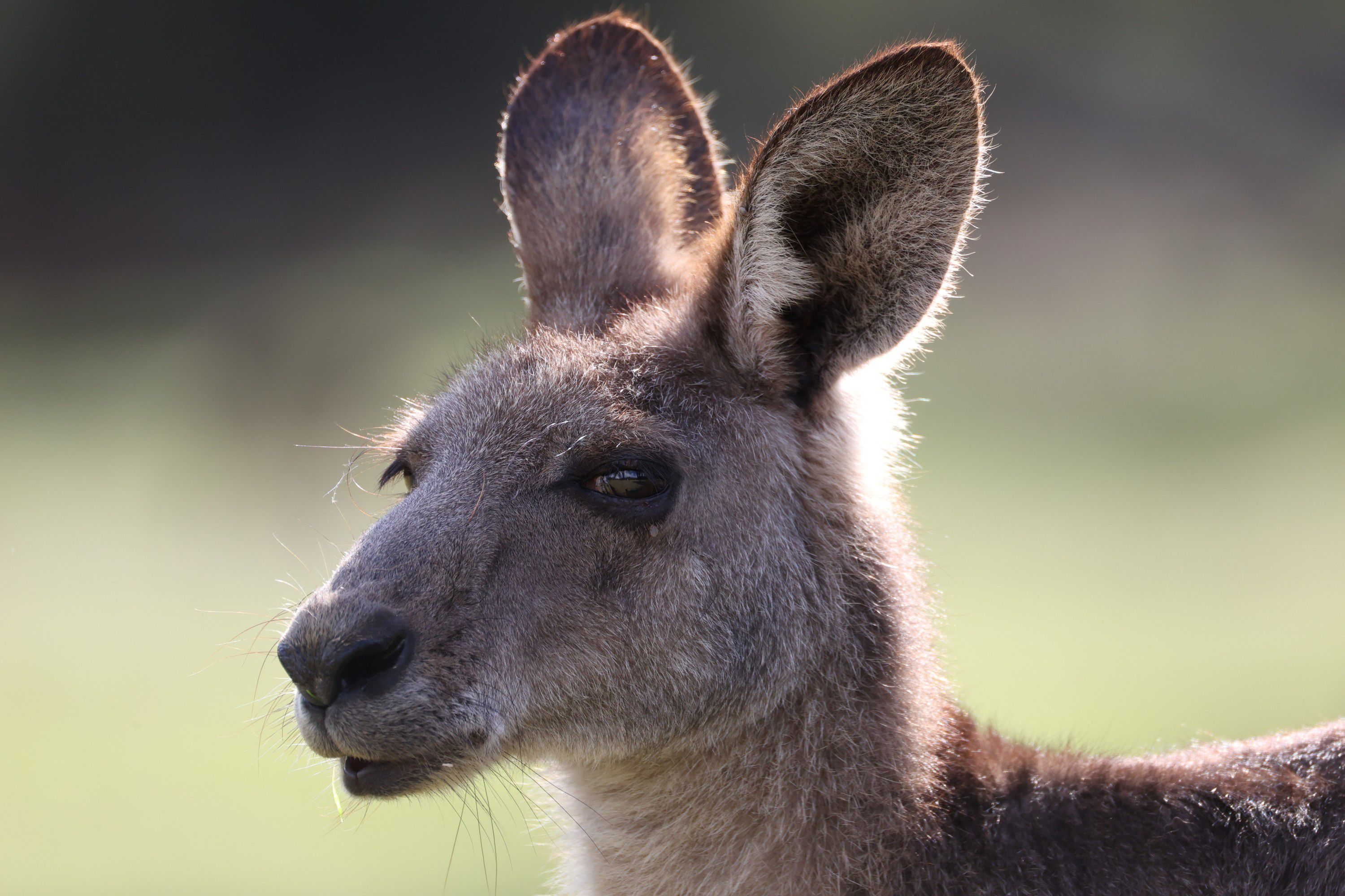 Canon RF 200-800mm F6.3-9 IS USM