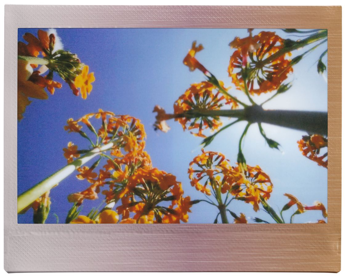 Fujifilm Instax Wide 10 Bl. Br.Metallics