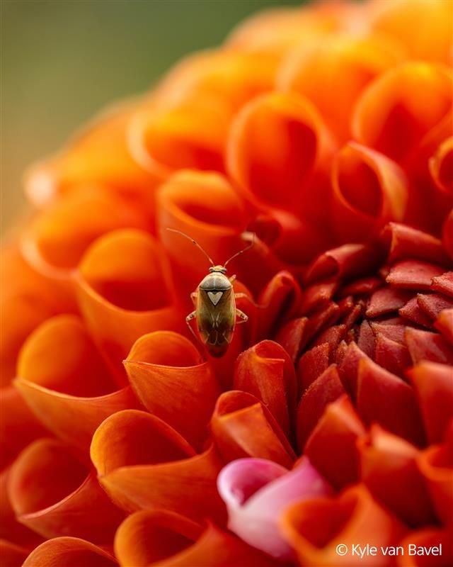 Sony E-Mount FF 100mm F2.8 GM Macro OSS