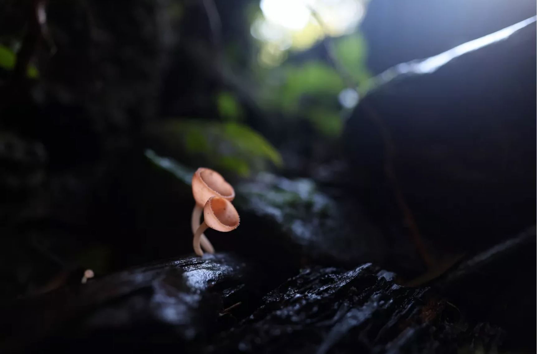 Canon RF 20mm F1.4 L VCM