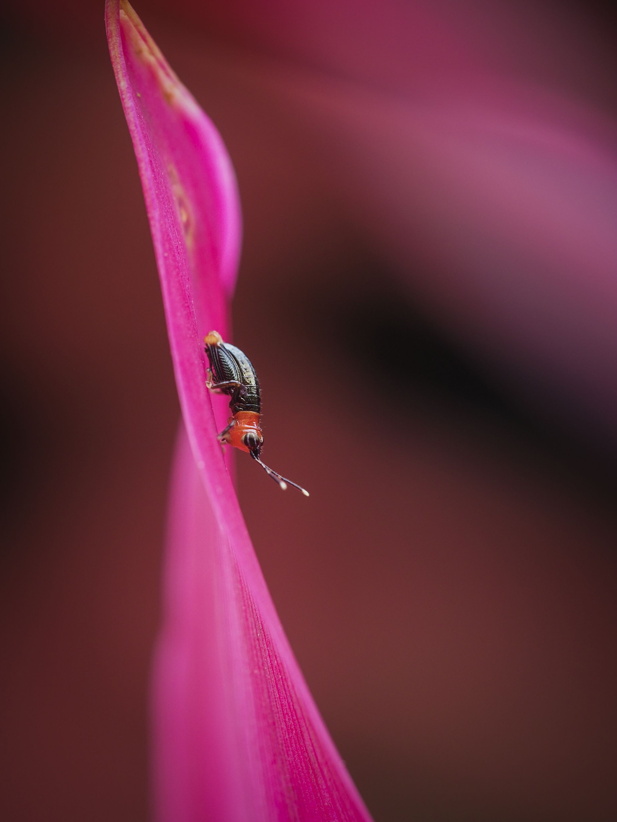 Olympus E-M1 Mark III 12-100mm kit black