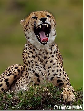 Panasonic Leica 200mm 2.8 ASPH inkl Konv