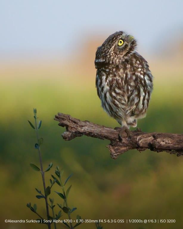 Sony Alpha 6700 Set black 18-135mm