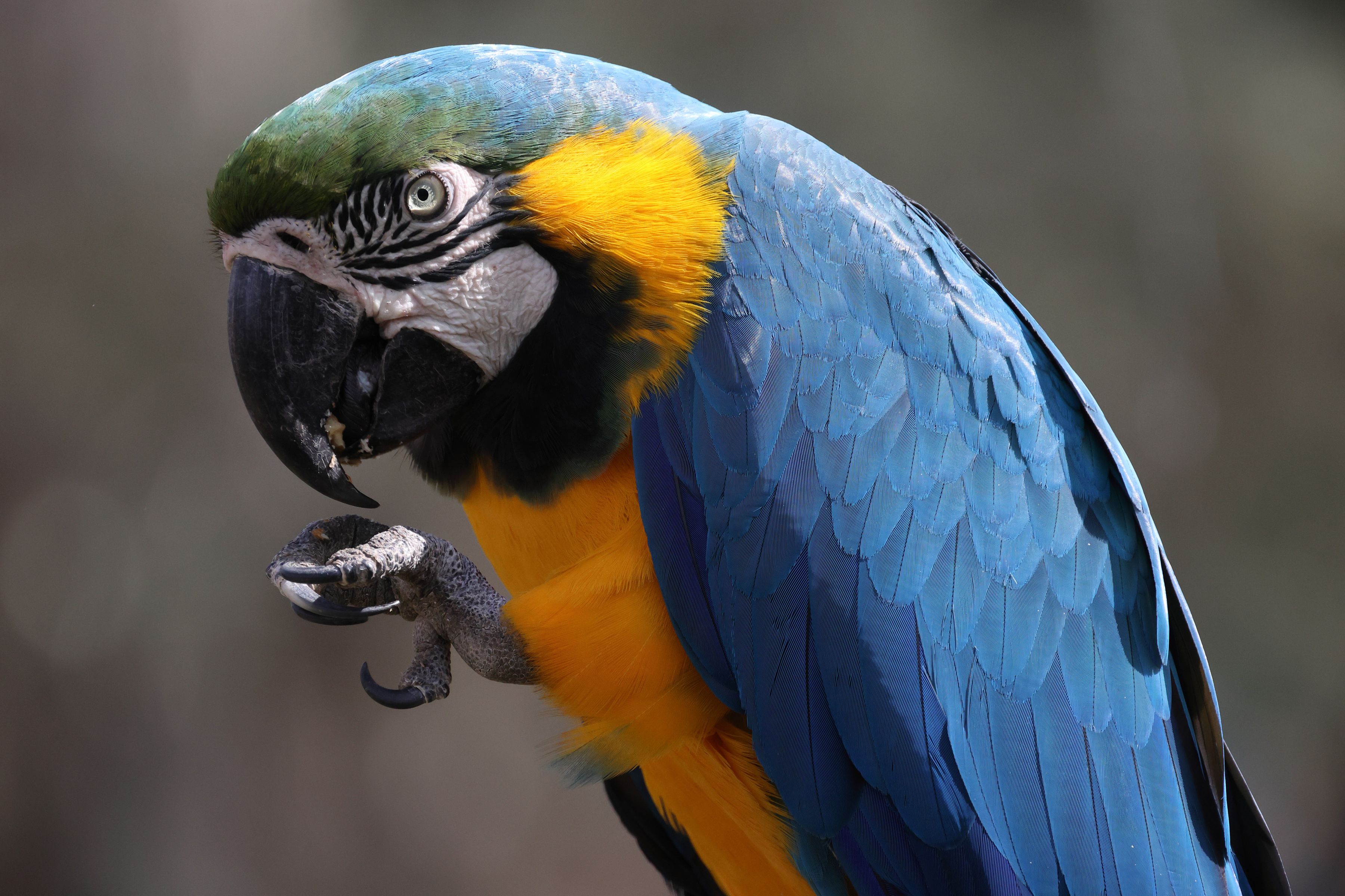 Canon RF 800mm f/11 IS STM