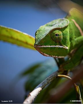 Panasonic Lumix DC-G9EG-K Body black