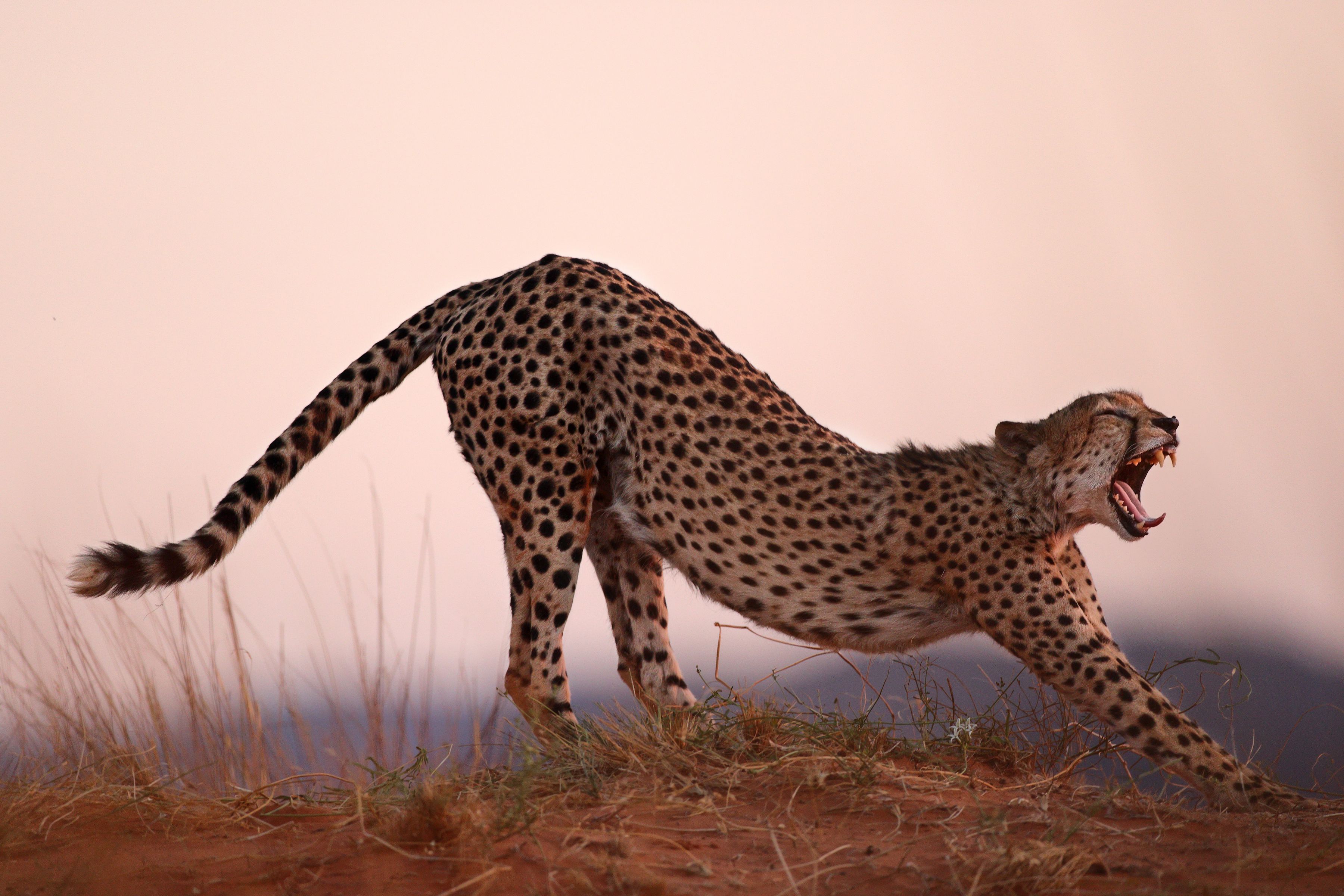 Canon EOS 1DX Mark III Boitier