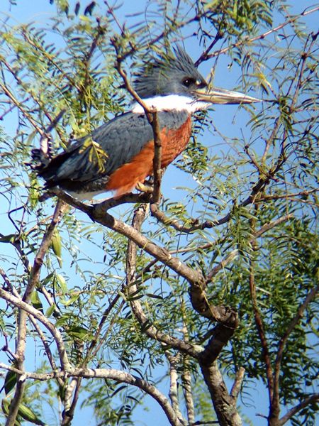 Celestron Regal M2 65ED lunette