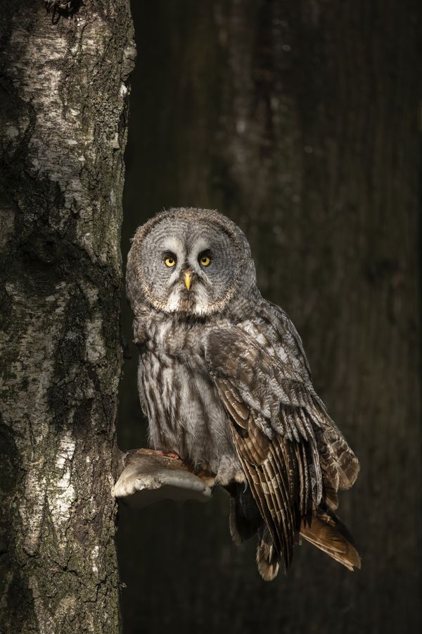 Canon RF 200-800mm F6.3-9 IS USM