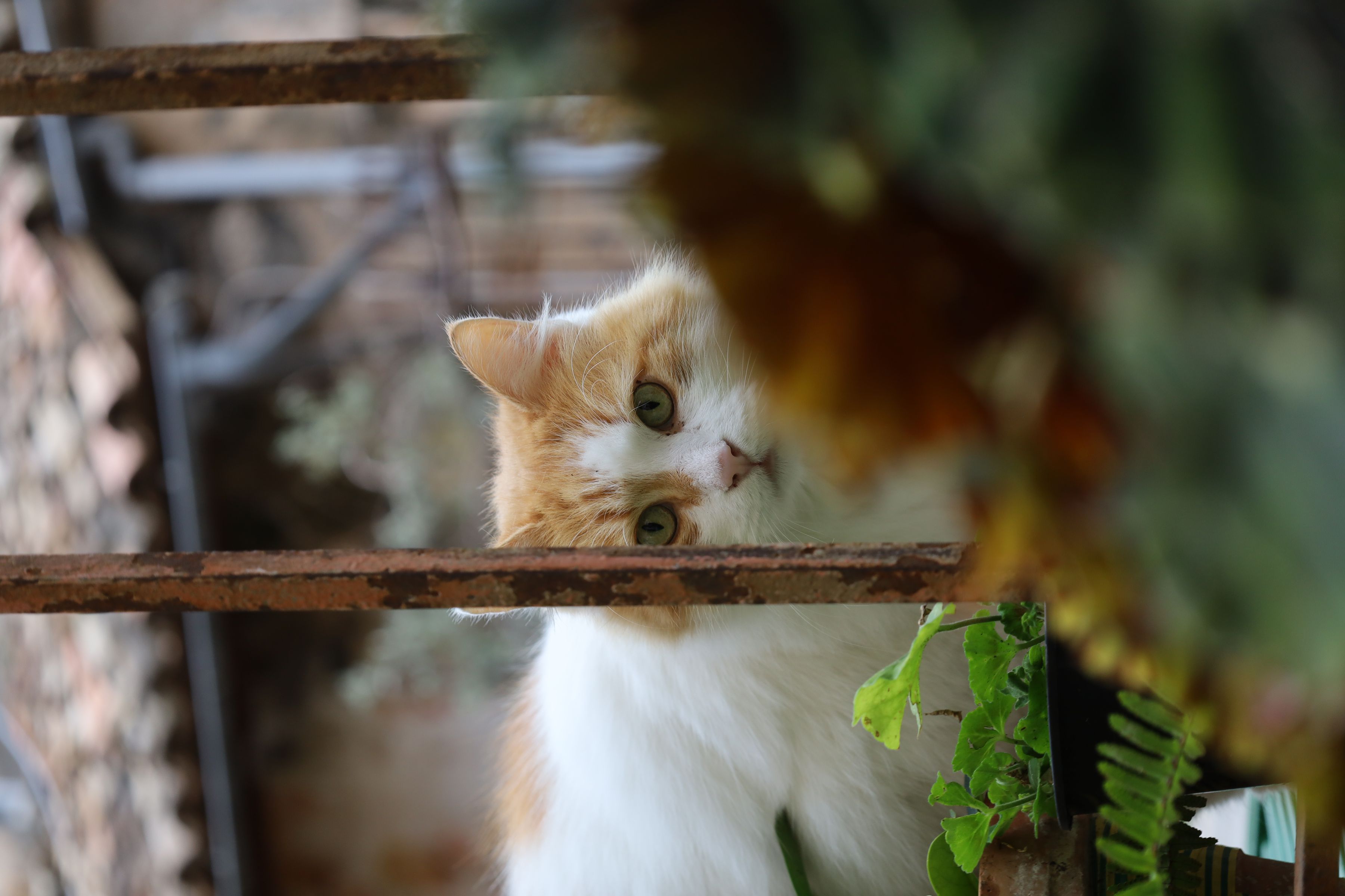 Canon RF 24-105mm f/4-7.1 IS STM