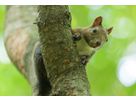 Panasonic Lumix S 100-500mm F5-7.1 OIS