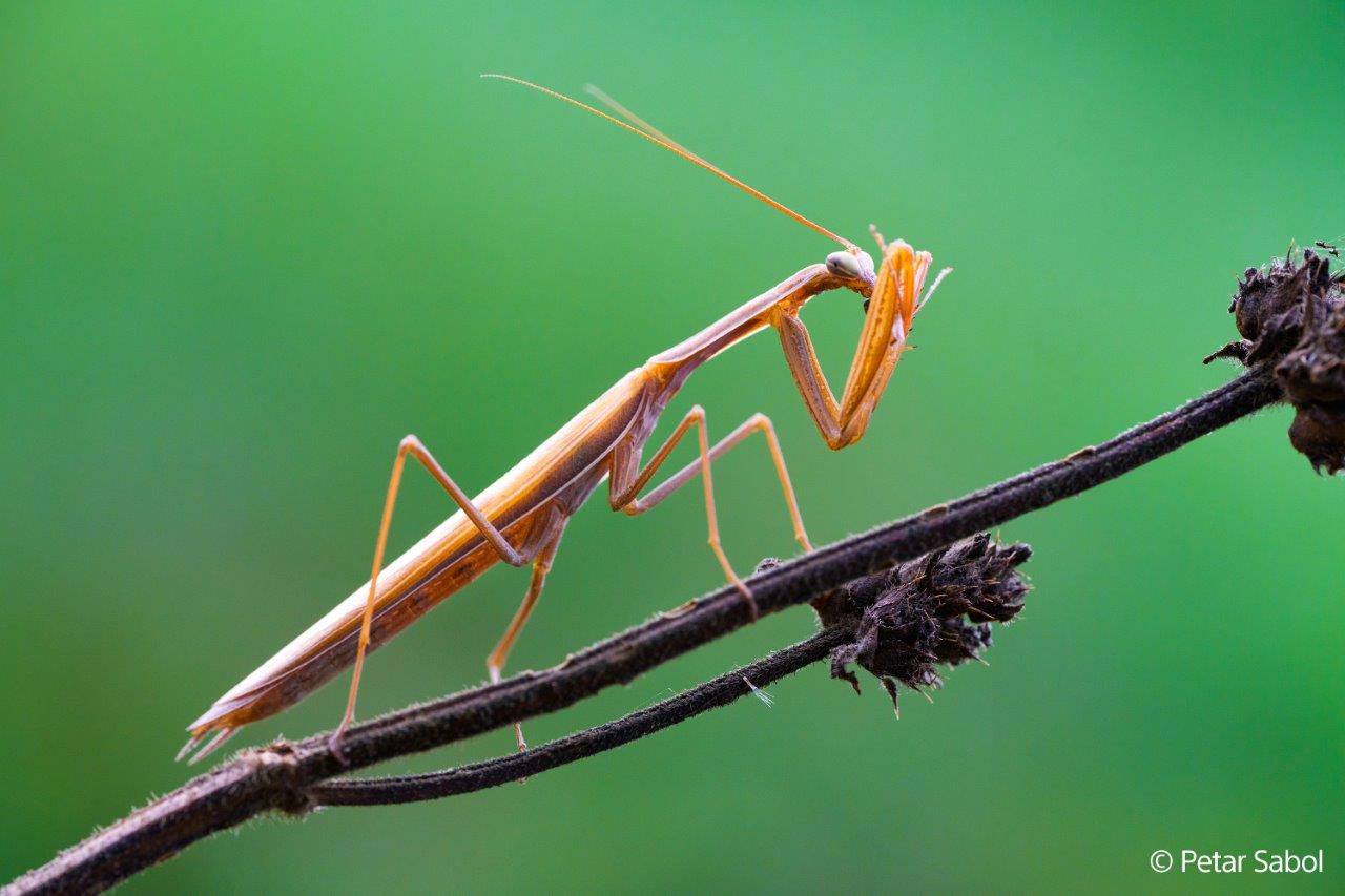 Sony E-Mount FF 100mm F2.8 GM Macro OSS