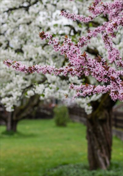 Pentax smc DA 55mm / 1.4 SDM