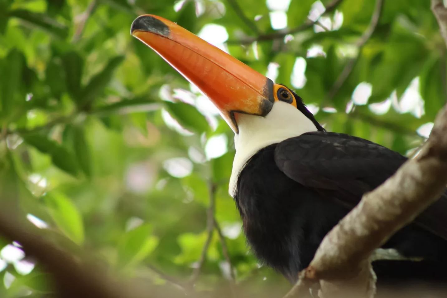 Canon RF 75-300mm F4-5.6