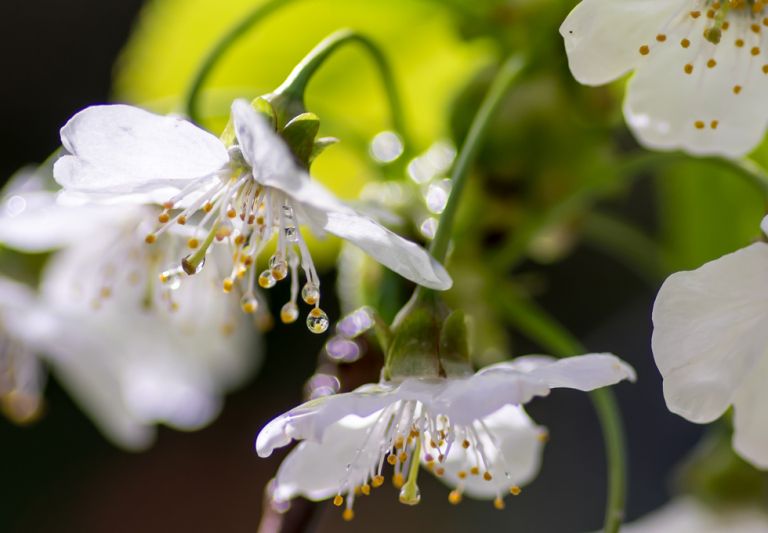 Pentax smc D-FA 100mm / 2.8 - WR Makro