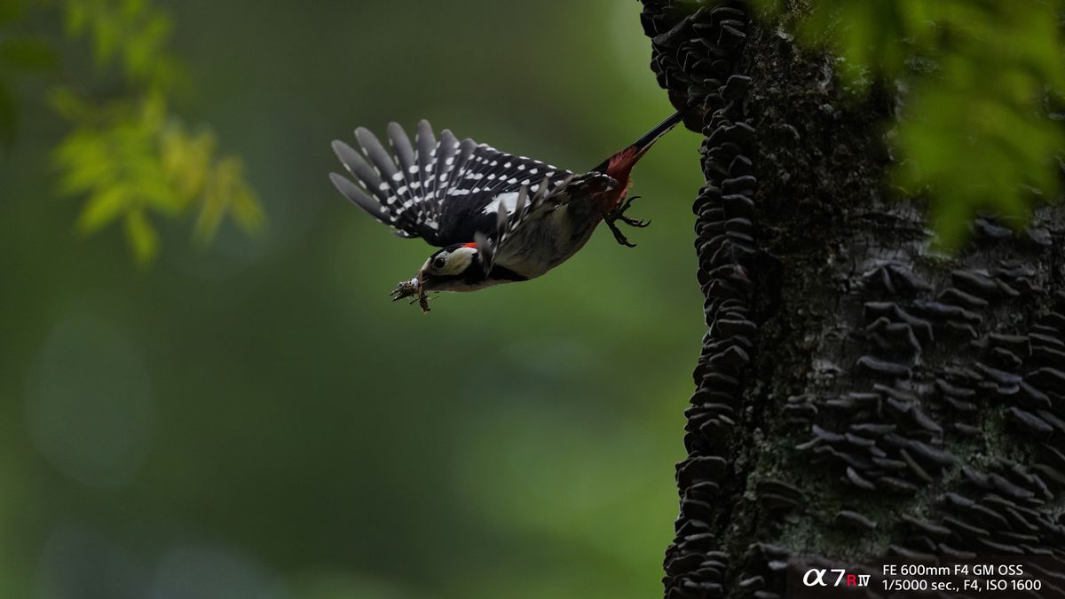 Sony Alpha A7R Mark IV Body Black