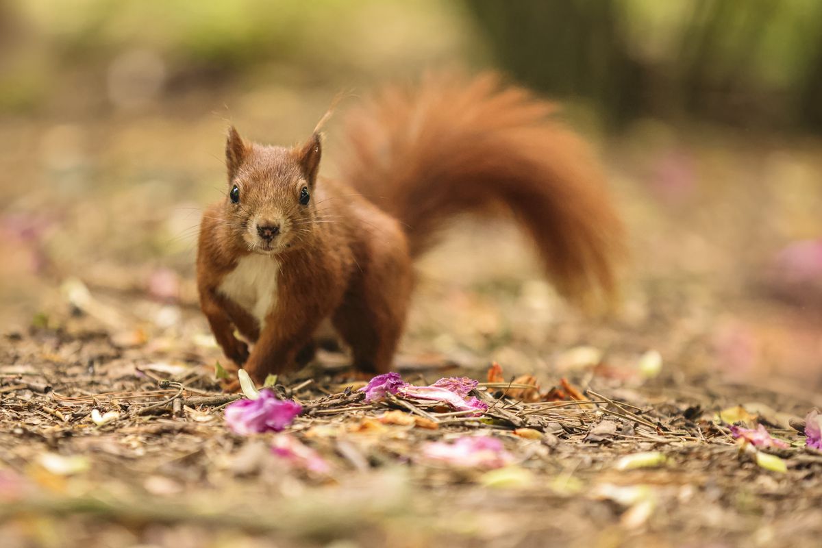 Canon EOS R5 Boitier