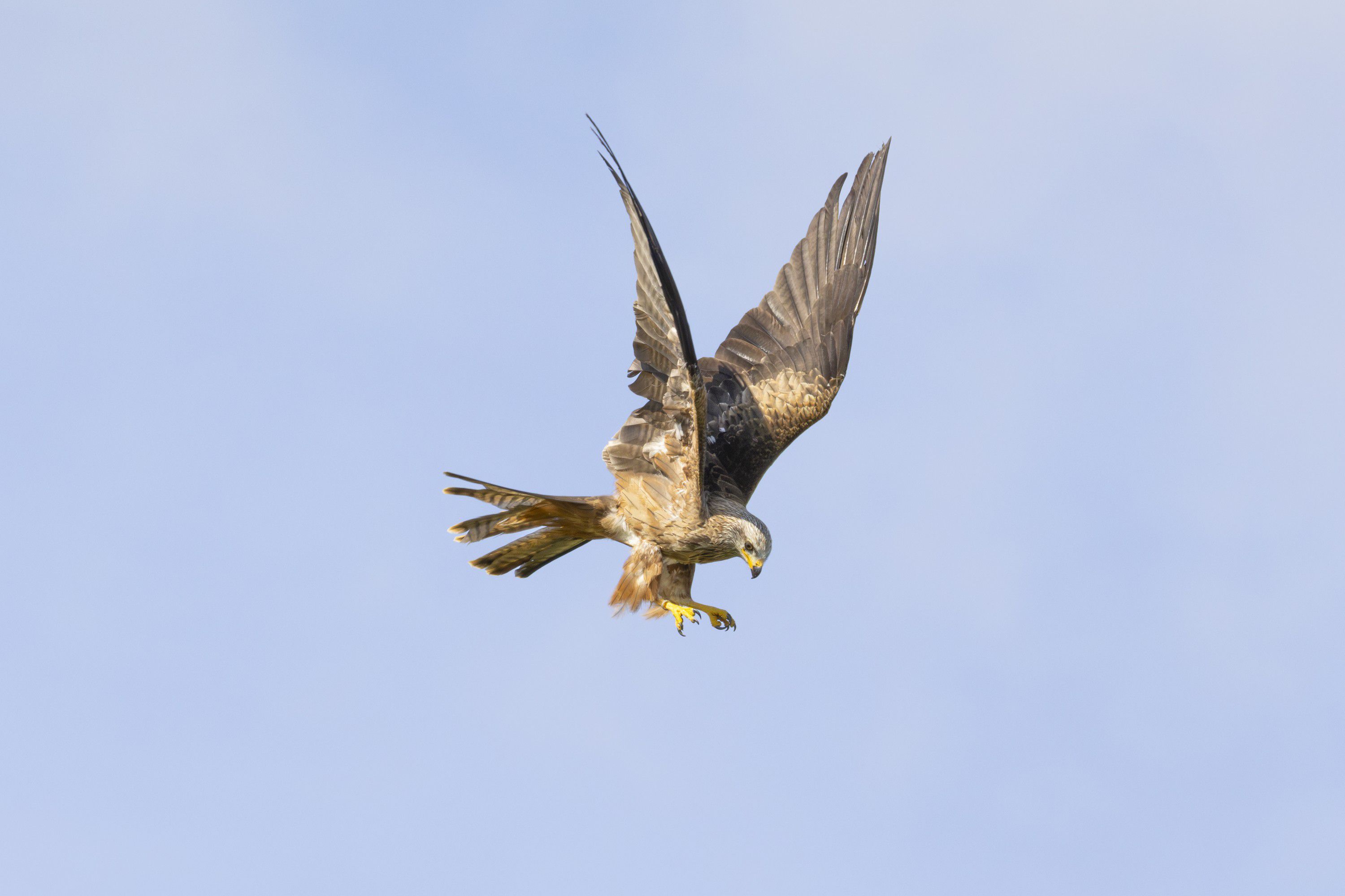 Canon RF 200-800mm F6.3-9 IS USM