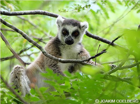 Panasonic Leica 200mm 2.8 ASPH inkl Konv