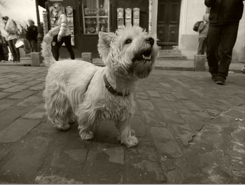 Panasonic Lumix G 12-35mm 2.8 II