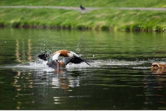 Pentax HD D-FA* 70-200mm/2.8 ED DC AW