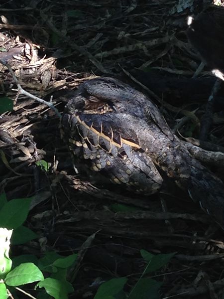 Celestron Regal M2 65ED lunette