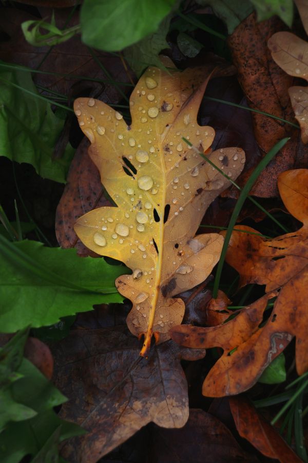 Canon EOS R50 + RF-S 18-45mm White