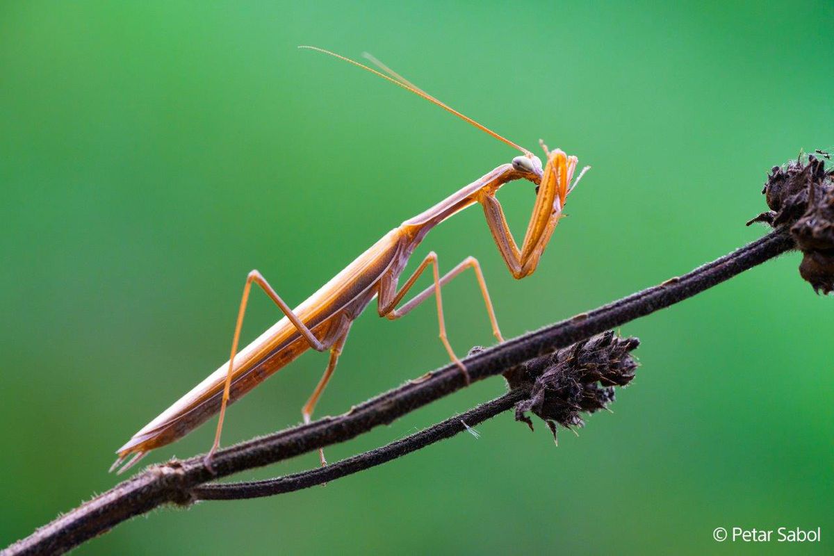 Sony E-Mount FF 100mm F2.8 GM Macro OSS