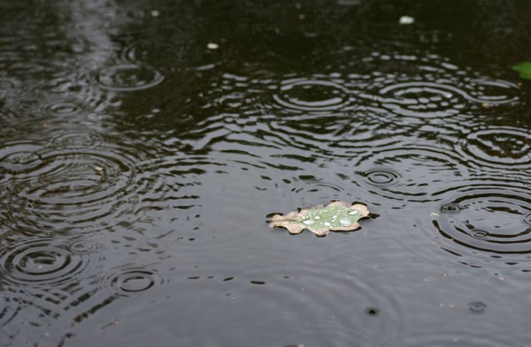 Pentax smc D-FA 50mm/2.8 - Makro