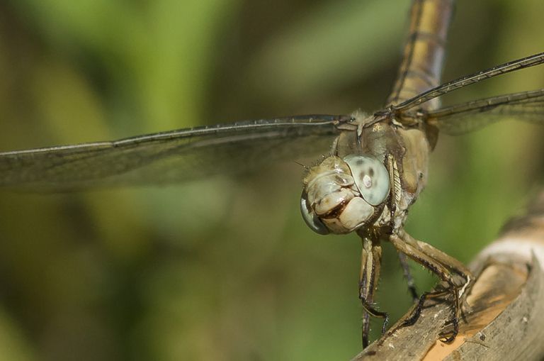 Pentax smc D-FA 100mm / 2.8 - WR Makro