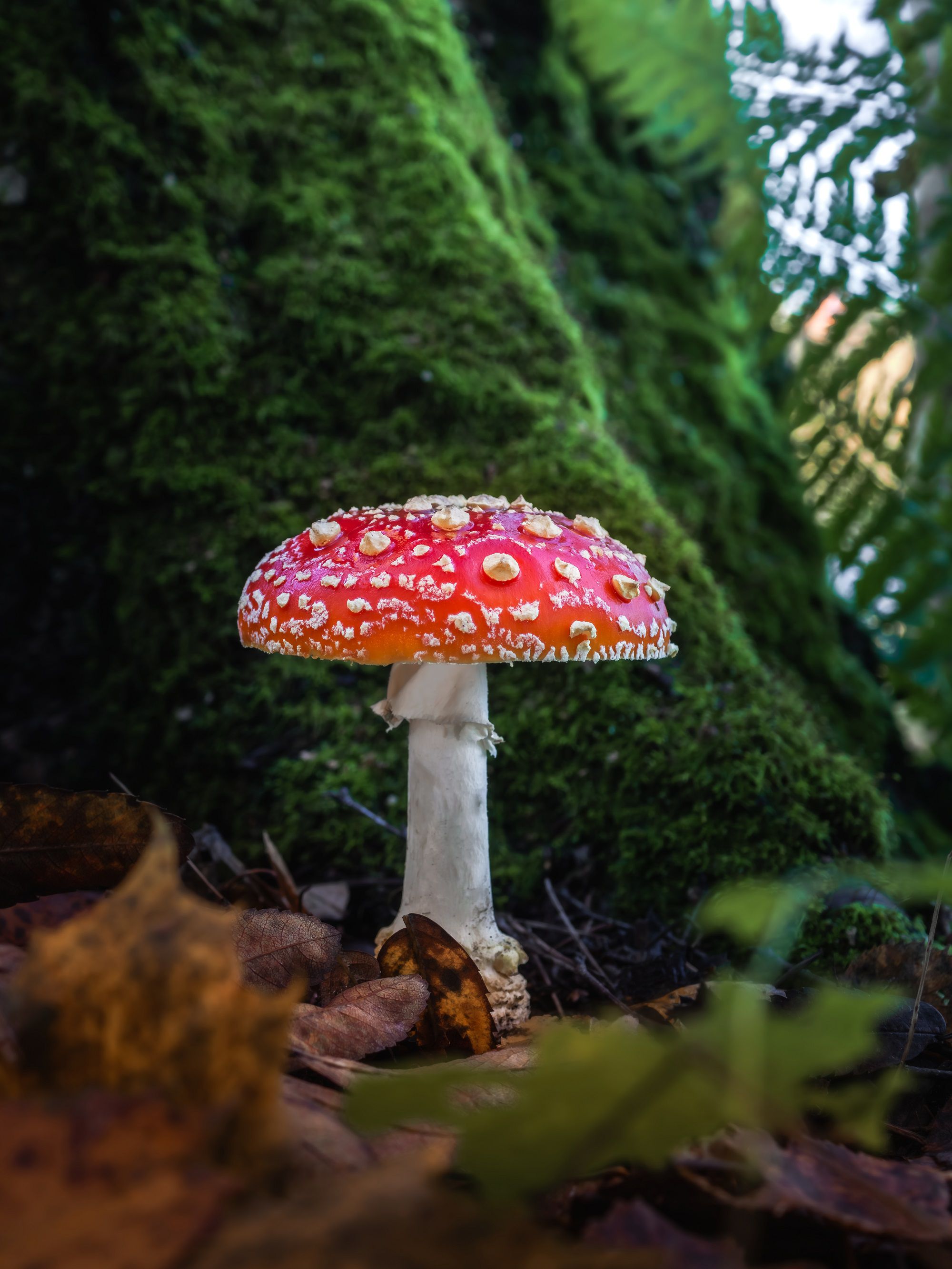 OM System M.Zuiko ED 30mm F3.5 Macro