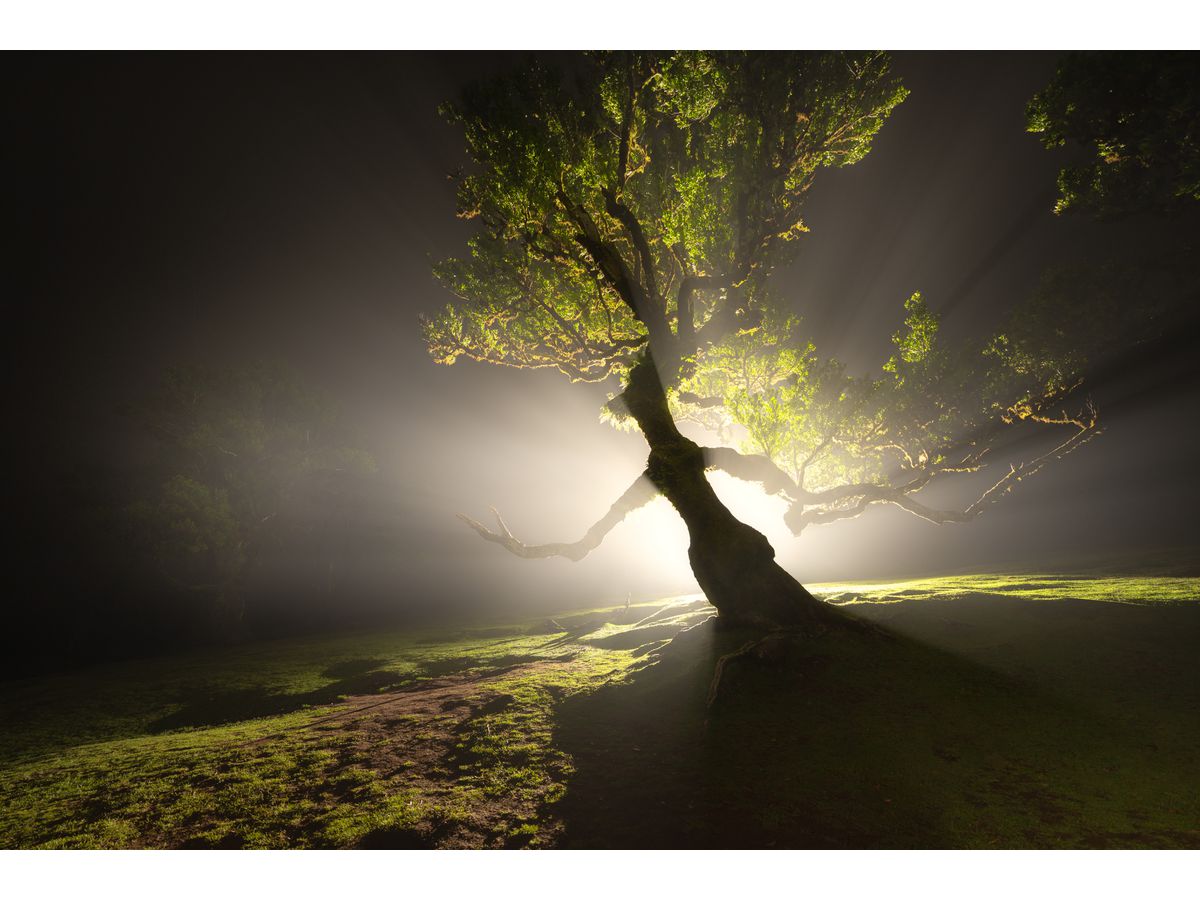 Canon RF 14mm F1.4L VCM