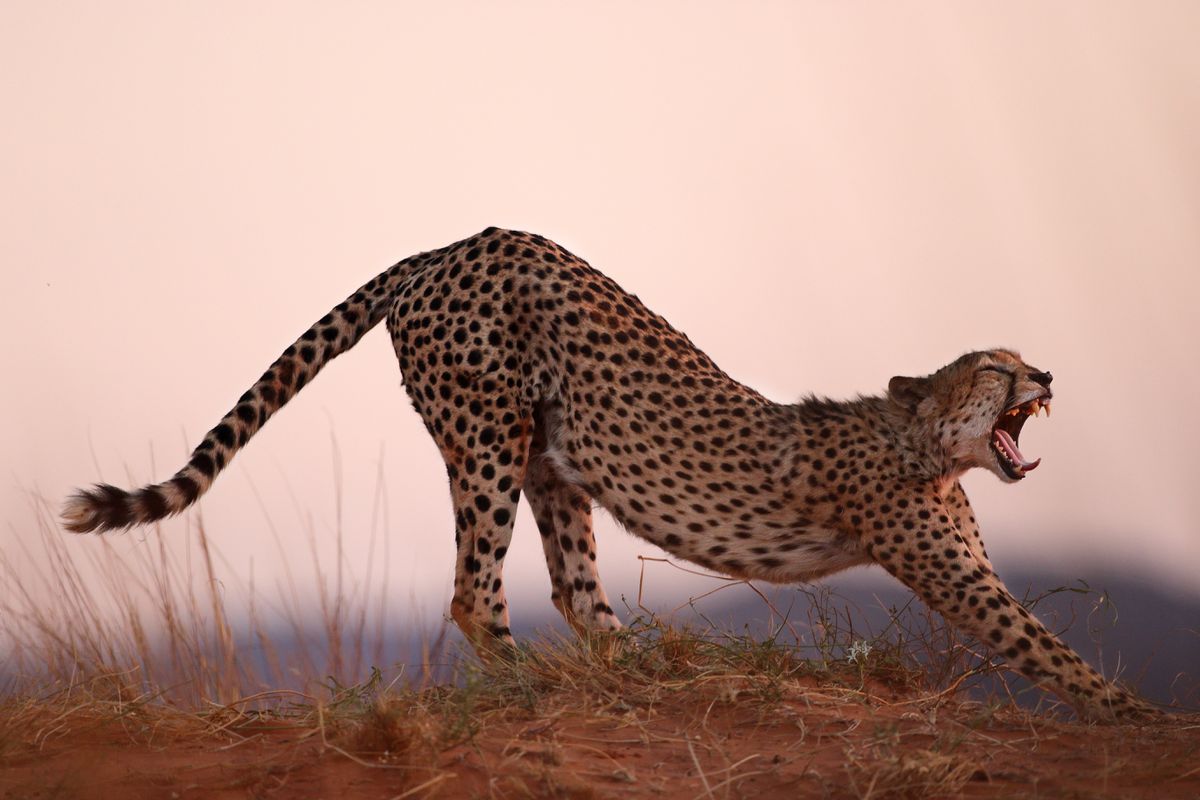 Canon EOS 1DX Mark III Boitier