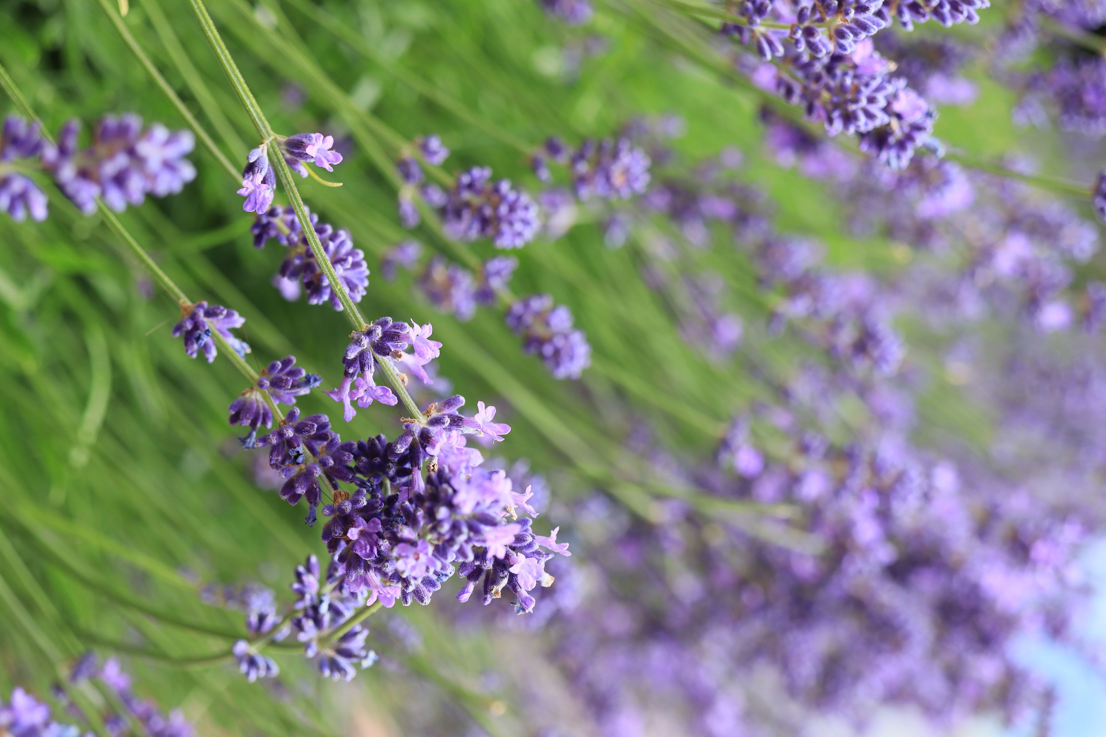 Canon EOS 850D + 18-55mm IS STM