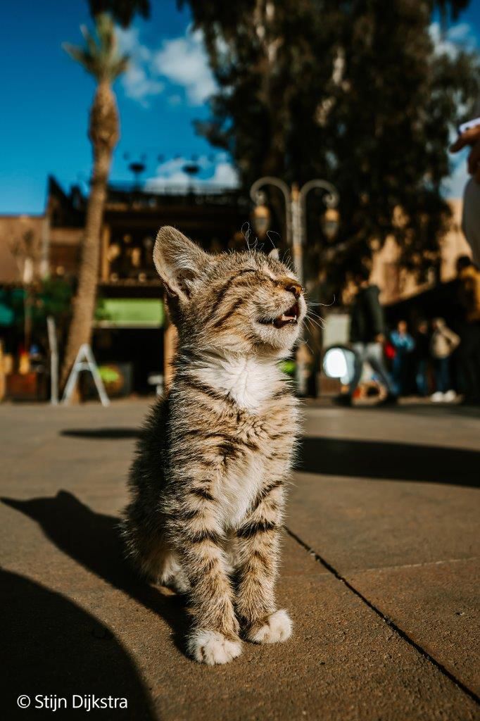 Sony E-Mount FF 16mm F1.8 G