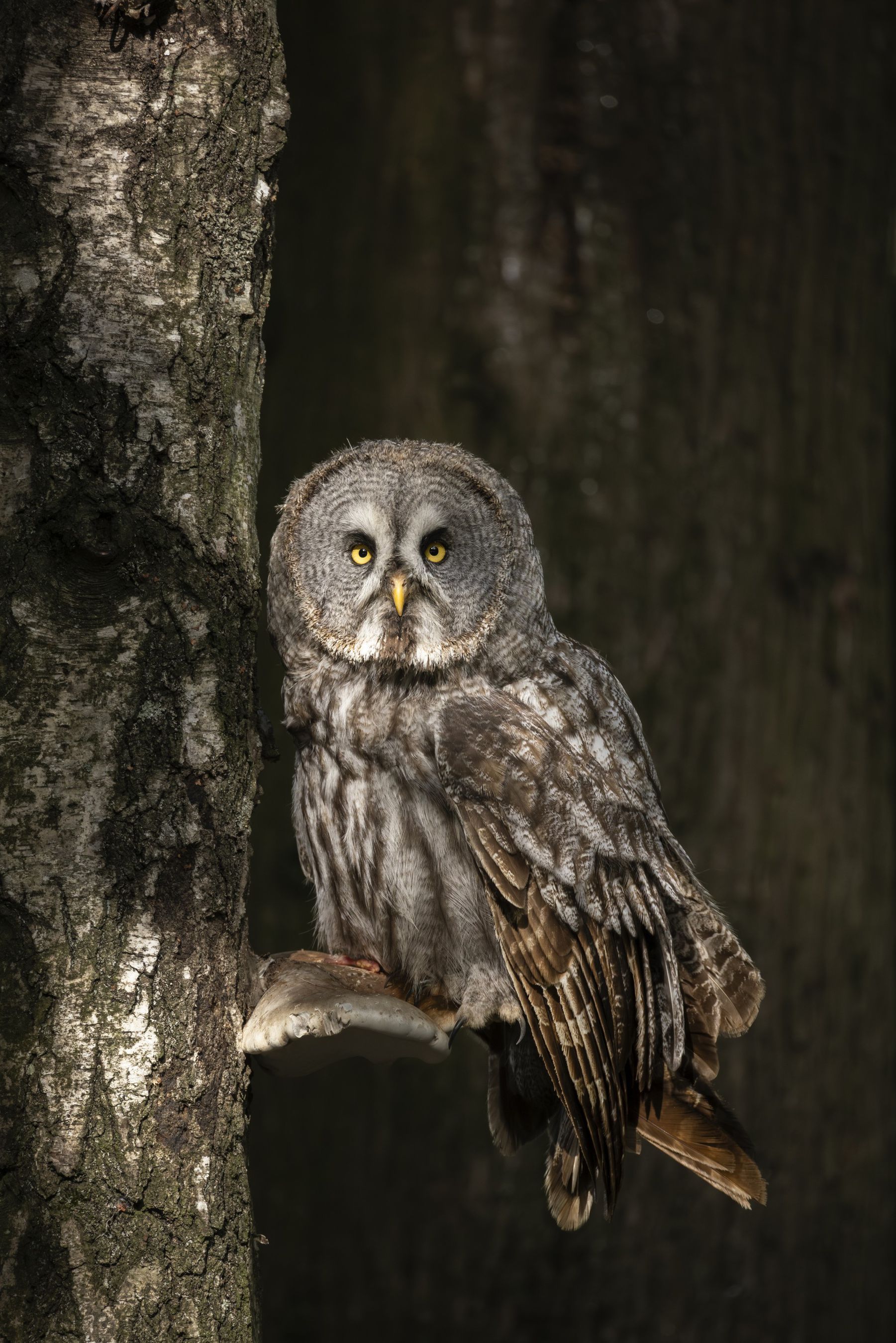 Canon RF 200-800mm F6.3-9 IS USM